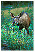  556 - Laughing Moose - Lachender Elch 