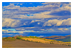  5608 - Senesi Treeline Scape - - 