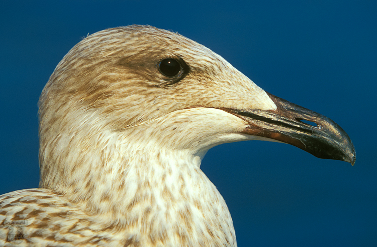 566 - Young Herring Gull - Junge Silbermöwe