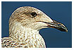  566 - Young Herring Gull - Junge Silbermöwe 