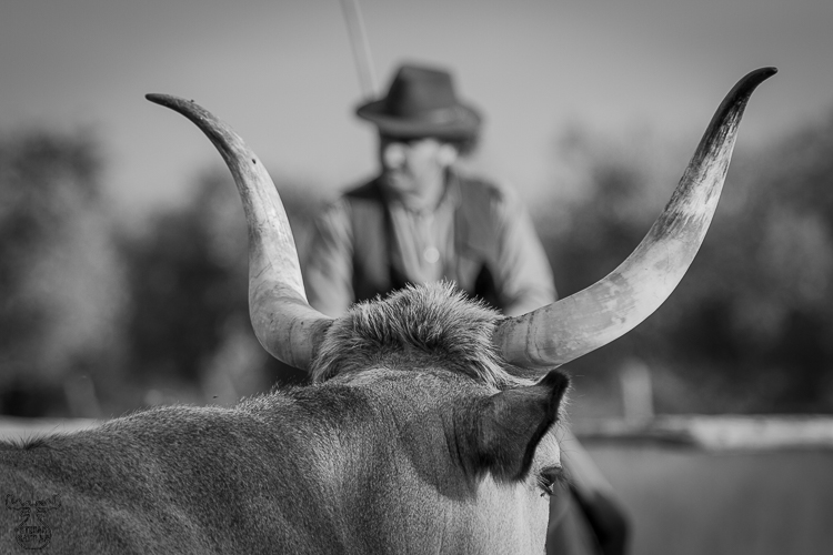 5731 - Between the Horns - -