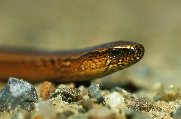 573 - Blindworm - Blindschleiche