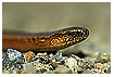  573 - Blindworm - Blindschleiche 