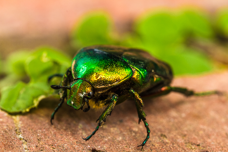 5741 - Rose Chafer - -