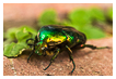  5741 - Rose Chafer - - 