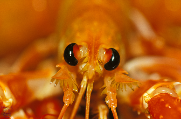 575 - Prawn - Garnele
