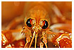  575 - Prawn - Garnele 