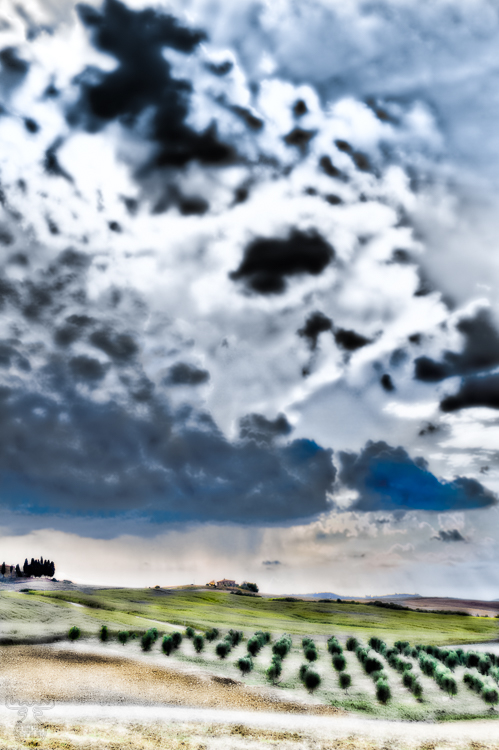 5959 - Vigorous Tuscany - -