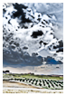  5959 - Vigorous Tuscany - - 