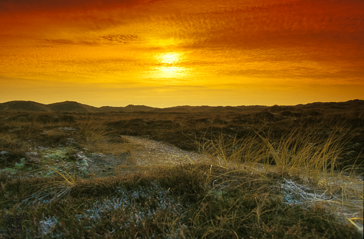 598 - Dune Landscape in Winter - Winterliche Dünenlandschaft