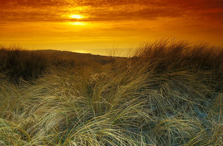 599 - Dune Landscape - D&uuml;nenlandschaft