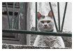  6034 - Deadly Glance - - 
