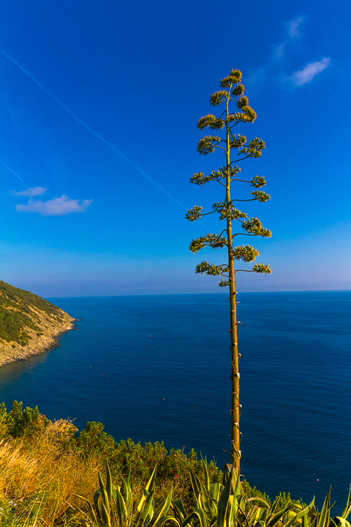 6040 - Outstanding Agave - -