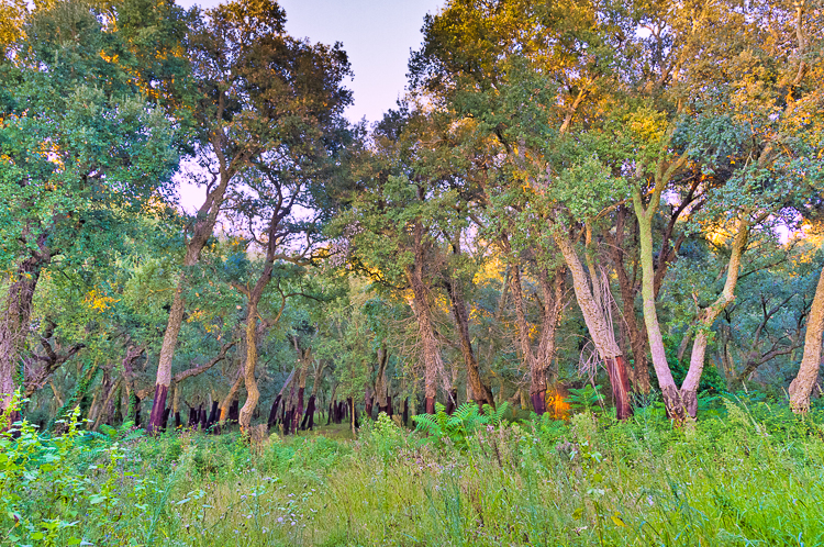6200 - Cork Oak Forest - Korkeichenwald