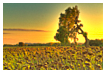  6210 - Seasons End - - 