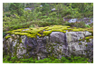  6711 - Bed of Moss - - 