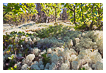 7486 - Frekmyr Reindeer Lichen - - 