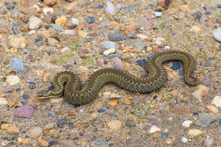 8091 - Danish Viper - -