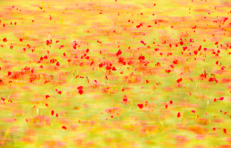 8150 - Poppy in Motion - Mohn in Motion