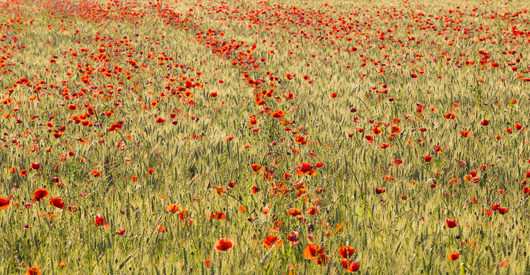 8236 - Red spotted area - -