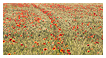  8236 - Red spotted area - - 