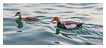  8254 - Lake Garda Pochards - - 