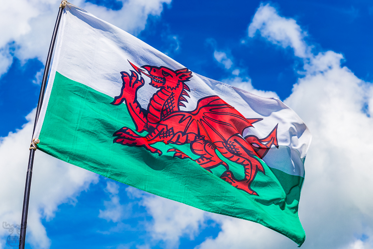 8278 - Y Ddraig Goch - -