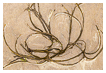  8317 - Seaweed Octopus - - 
