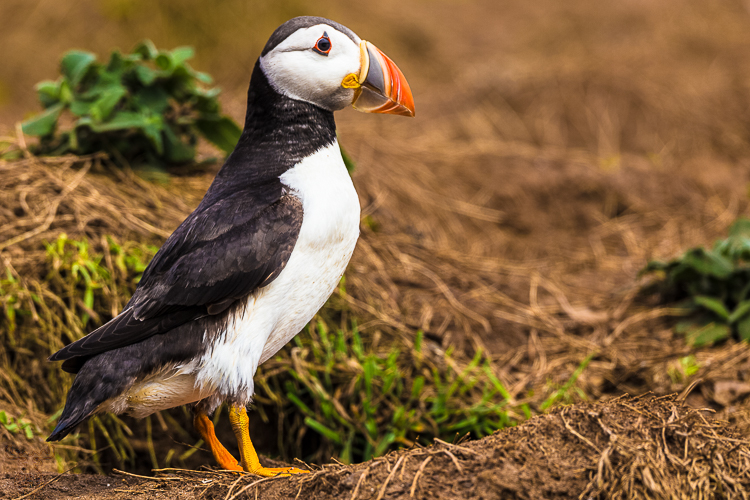 8368 - The First Puffin - Der Erste Papageitaucher