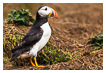  8368 - The First Puffin - Der Erste Papageitaucher 