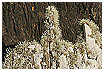  840 - Lichen - Flechten 