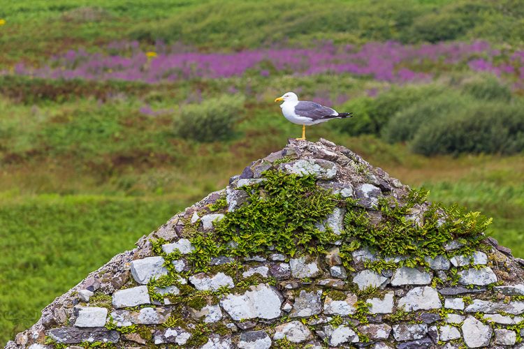 8420 - A Gulls House - -
