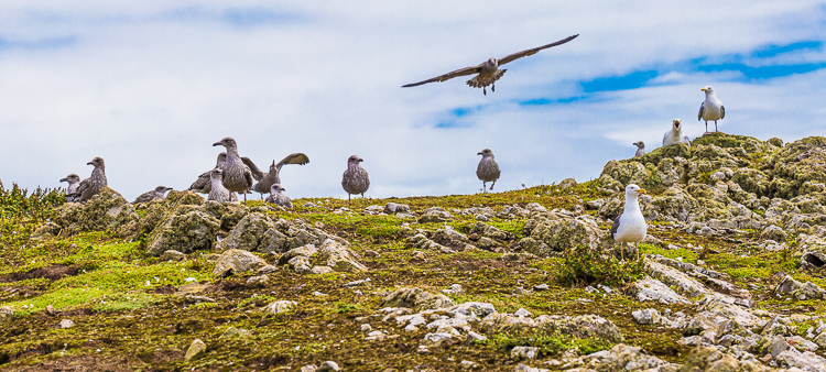 8421 - Gull Landing - -