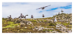  8421 - Gull Landing - - 