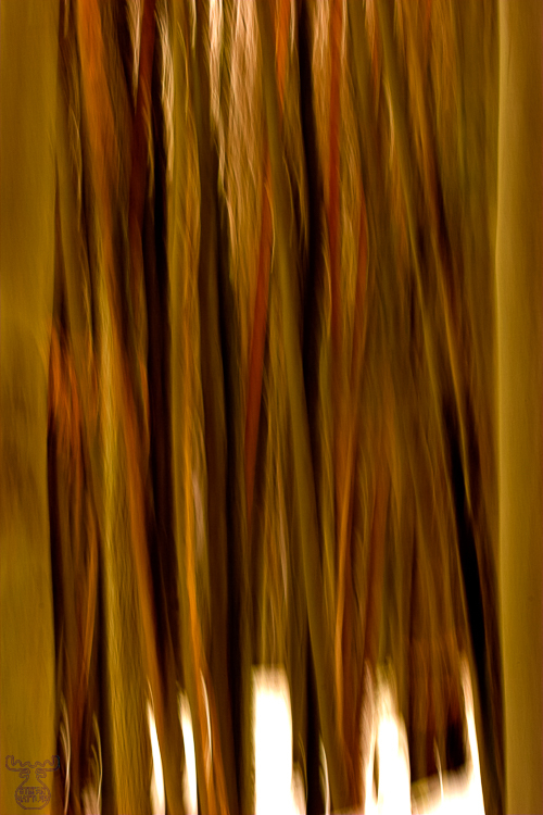 843 - Winter forest lines - -