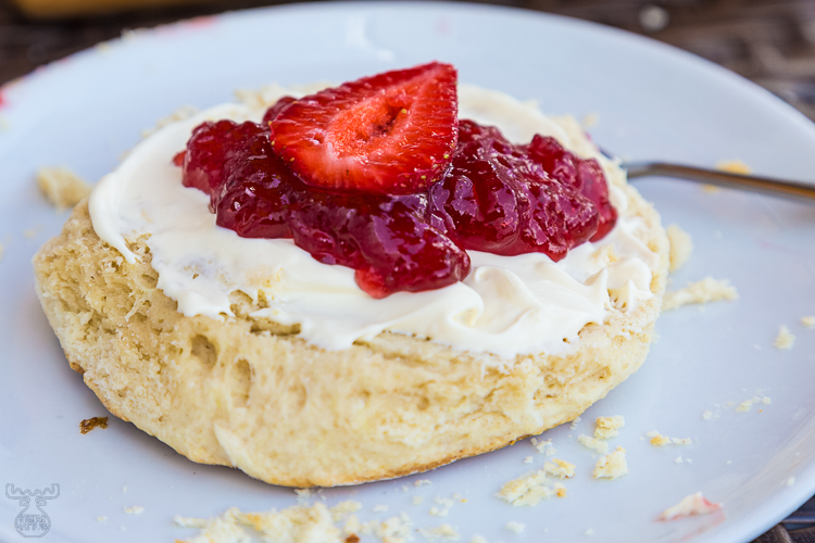 8451 - Anti-diet scones - -