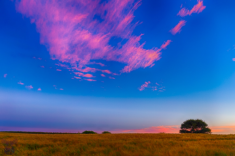 8477 - Tree Field Sunset - -