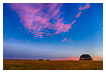  8477 - Tree Field Sunset - - 