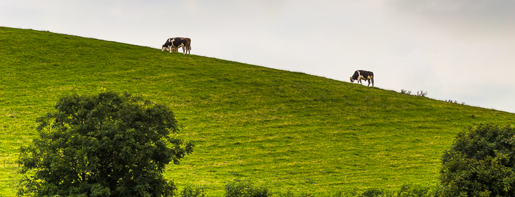 8610 - Inclined cow plane - -