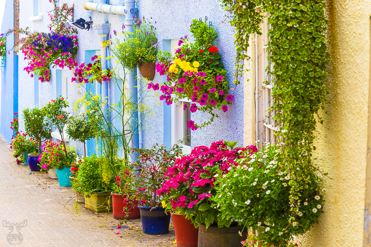 8633 - Tenby Flowers - -