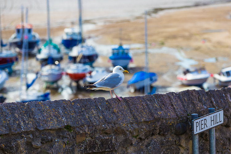 8639 - Pier Hill Gull - -
