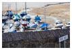  8639 - Pier Hill Gull - - 