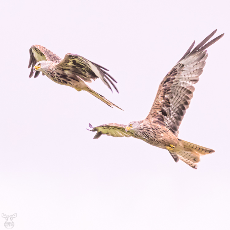 8785 - Redkite Synchronous Flight - -