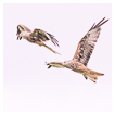  8785 - Redkite Synchronous Flight - - 