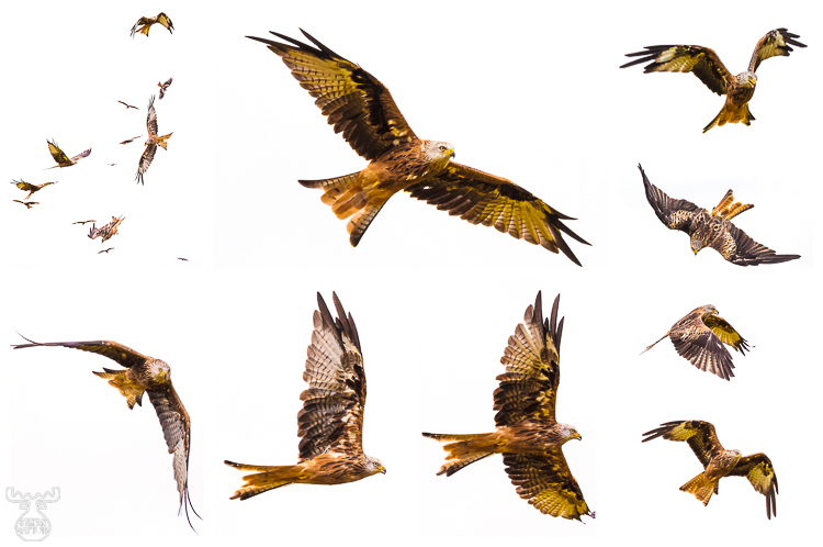 8941 - Redkite Study - -