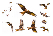  8941 - Redkite Study - - 