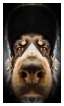  9104 - Long Nose Gangster - - 