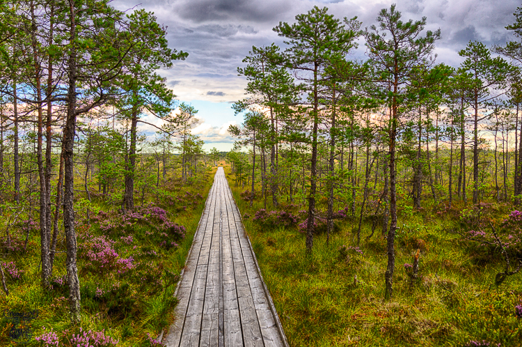 9301 - Into The Marshland - -
