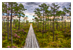 Into the Marshland