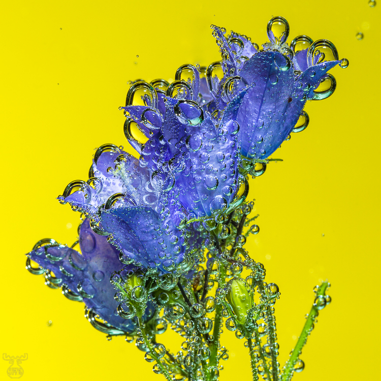 9327 - Bellflower Bubbles - -